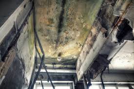 Best Basement Mold Removal  in Baltimore, MD